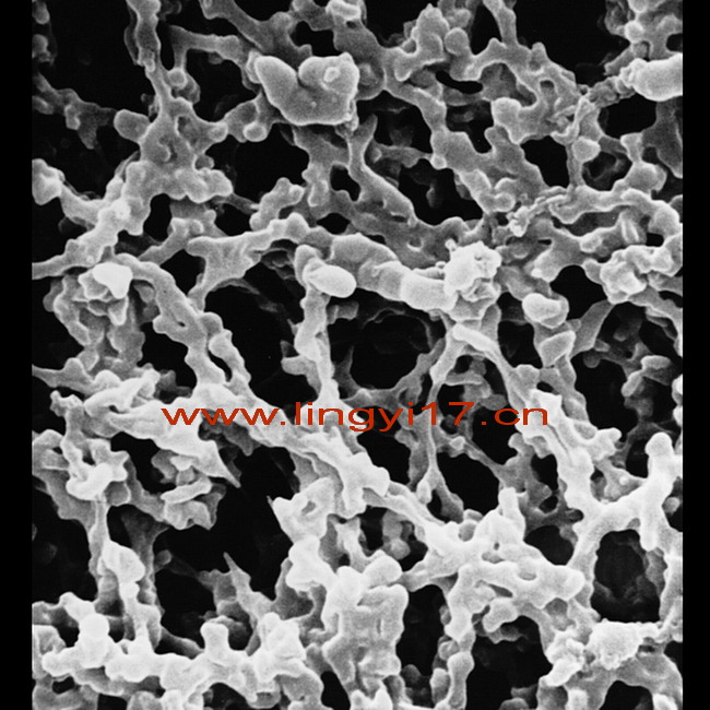 美国密理博 MF-Millipore 25mm混合纤维素酯滤膜SCWP02500